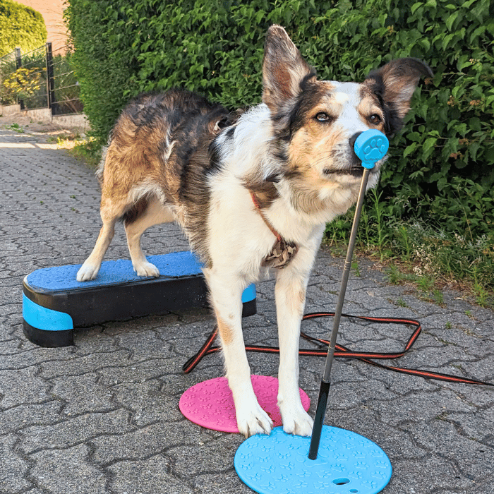 targettraining-hundeschule
